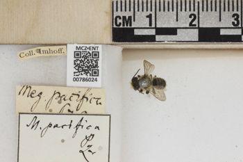 Media type: image;   Entomology 786024 Aspect: Labels